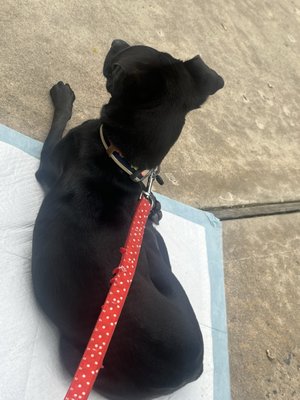 Best Friends Pet Adoption Center by null