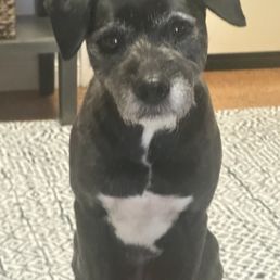 Olive the Dog Olive the Dog
