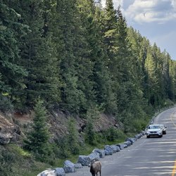 Open Top Touring - Bighorn Sheep