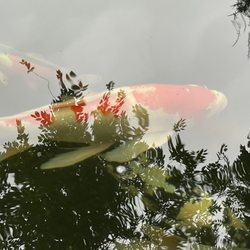 Koi fish