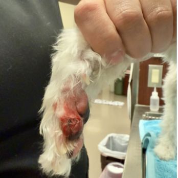 Purrrfect Paws Grooming II - East Valley Emergency Pet Clinic - Pet Stores Near Me - Walnut, California Purrrfect Paws Grooming II - East Valley Emergency Pet Clinic - Pet Stores Near Me - Walnut, California