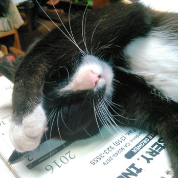 Sunflower Farms - Sunflower Farm cat taking a loooong nap on the sales counter...cat heaven. - Nurseries & Gardening Near Me - Torrance, California Sunflower Farms - Sunflower Farm cat taking a loooong nap on the sales counter...cat heaven. - Nurseries & Gardening Near Me - Torrance, California