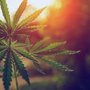 Photo of Twisted leaf dispensary