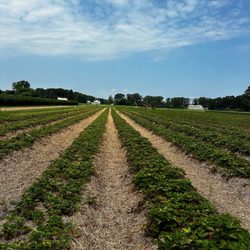 Sam Mazza's Farm Market - Strawberry fields