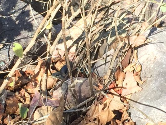 Johnson's Shut-Ins State Park by null