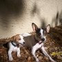 Photo of Pretty Paws Pet Salon