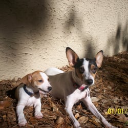 Pretty Paws Pet Salon - Lucy and Leshia we adopted for my Parents
