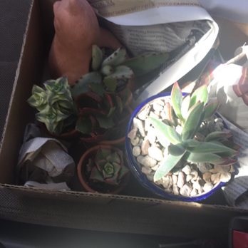 Eco Gro - The plants that the Little ones picked out! And they potted them for us!! - Nurseries & Gardening Near Me - Tucson, Arizona Eco Gro - The plants that the Little ones picked out! And they potted them for us!! - Nurseries & Gardening Near Me - Tucson, Arizona