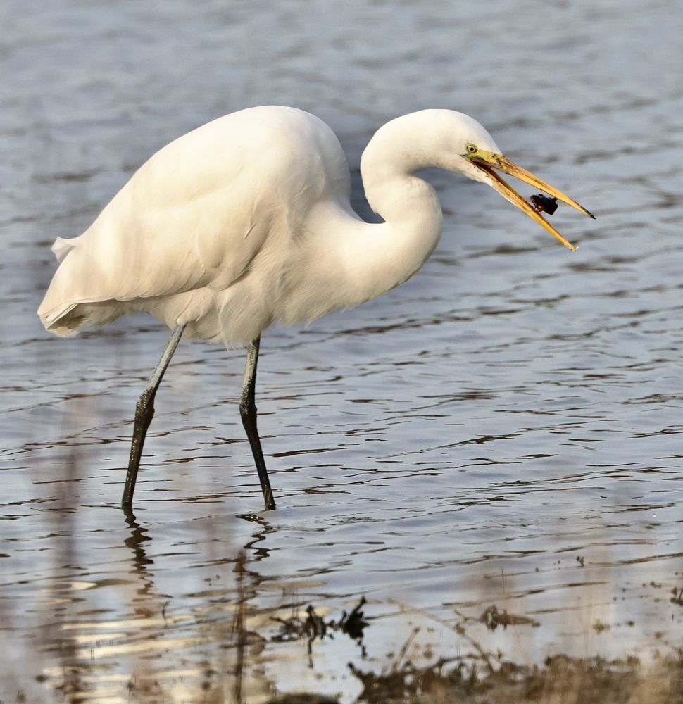 Fernhill Wetlands Logo