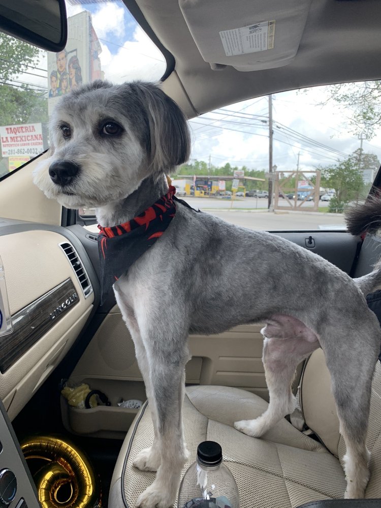 CHANEKE’S DOG GROOMING Updated August 2024 38 Photos & 19 Reviews