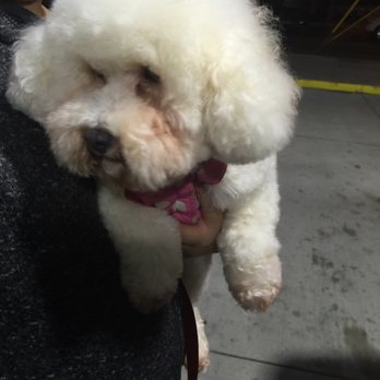 K9 Loft - This is Princess all fluffed up - Pet Groomers Near Me - Los Angeles, California