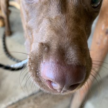 Alma y Manny - A cute pup. - Mexican Near Me - Todos Santos, BCS