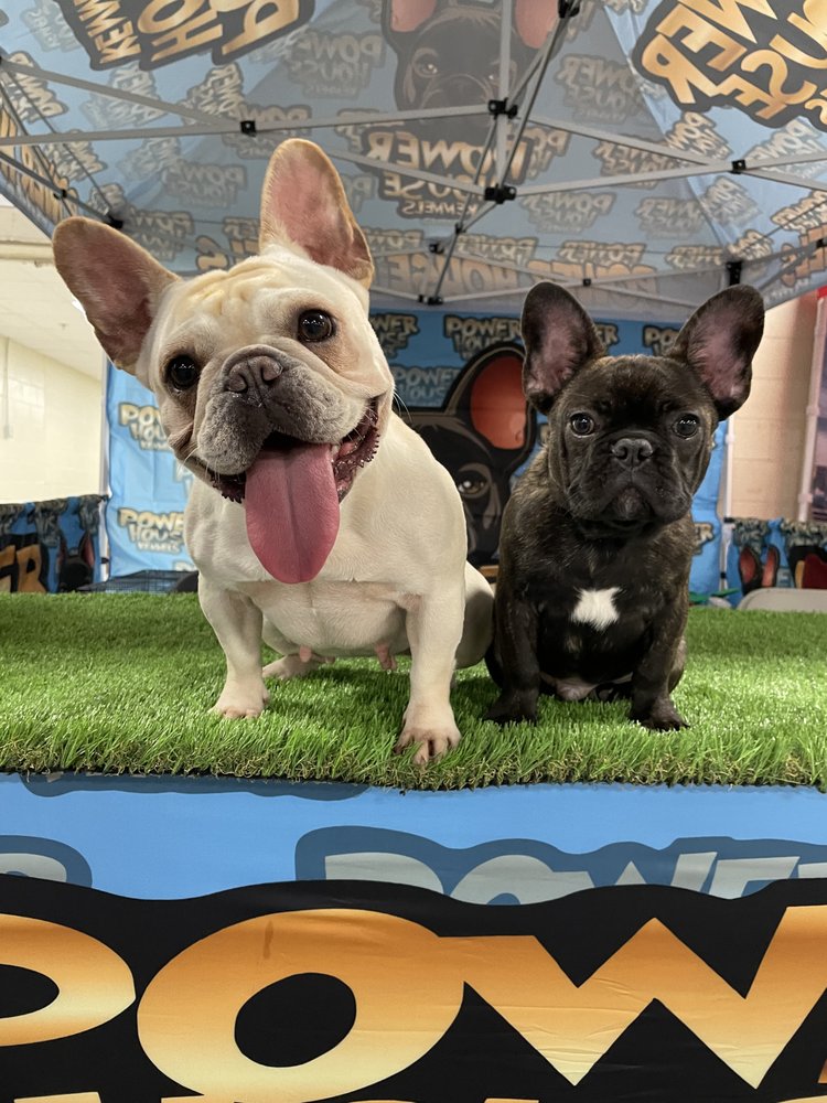 POWERHOUSE KENNELS Atlanta, Pet Breeders Phone Number Yelp