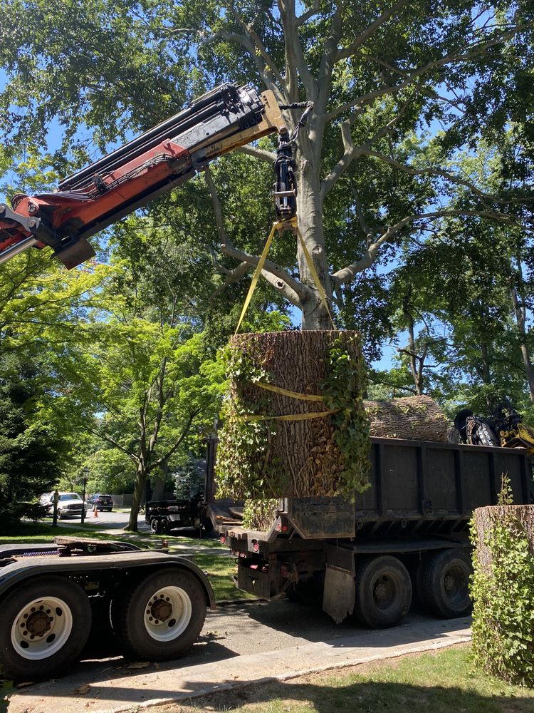 ORGANIKA TREE SERVICE Request a Quote 12 Photos Essex Fells, New