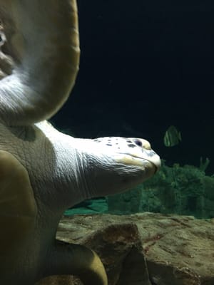 Acquario di Livorno by null