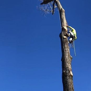 Complete Tree Service - Tree Services Near Me - Ravenel, South Carolina Complete Tree Service - Tree Services Near Me - Ravenel, South Carolina