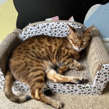 The Cat Cafe - Coffee & Tea Near Me - San Diego, California The Cat Cafe - Coffee & Tea Near Me - San Diego, California