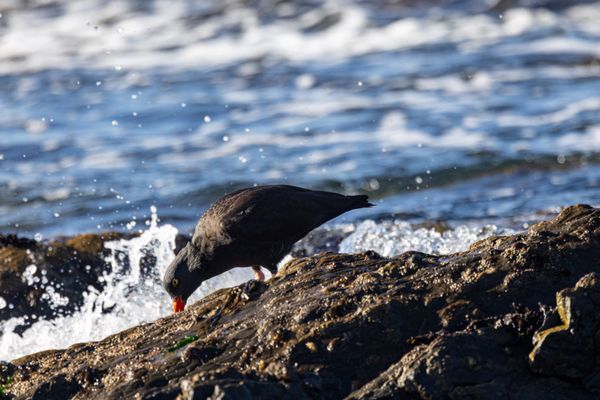 Point Lobos State Natural Reserve by null