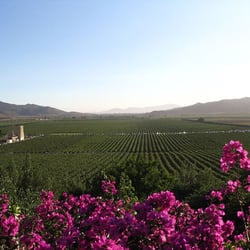 VG Tours Valle de Guadalupe - The beautiful Valle de Guadalupe