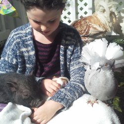 Farm Ventures - Micro pigs and fantails