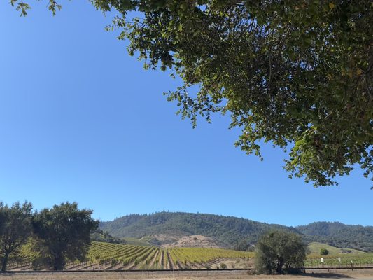 Napa Valley Bike Tours & Rentals by null