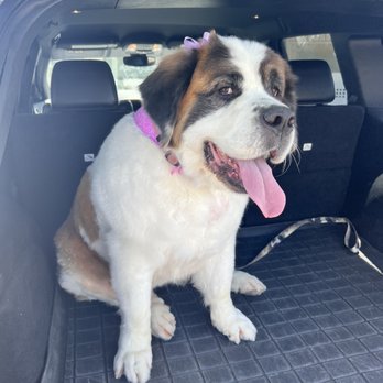 Barks and Bubbles Pet Grooming - Happy girl! - Pet Groomers Near Me - Friant, California
