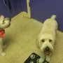 Photo of The Paw Shop