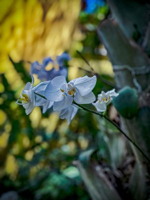 Hacienda Xcanatun, Angsana Heritage Collection by null