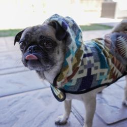 Alpaca Dog Poncho modeled by adorable pug