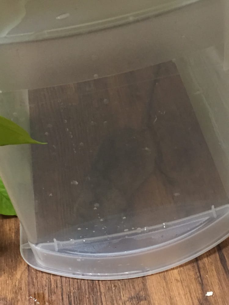 HUNTINGTON CIRCLE APARTMENTS Updated June 2024 409 W Round Grove Rd, Lewisville, Texas