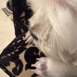 Perfect poodle feet and nail trim. Perfect poodle feet and nail trim.
