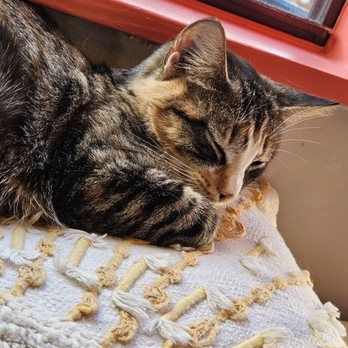 Cat Therapy - Pet Adoption Near Me - Santa Barbara, California Cat Therapy - Pet Adoption Near Me - Santa Barbara, California