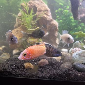 Datzcichlids & Reptiles - This is the day after I bought the fish. I did a 25% water change today and the water is a lot clearer now. These cichlids eat like pigs - Local Fish Stores Near Me - McHenry, Illinois Datzcichlids & Reptiles - This is the day after I bought the fish. I did a 25% water change today and the water is a lot clearer now. These cichlids eat like pigs - Local Fish Stores Near Me - McHenry, Illinois