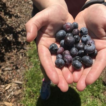 Southern Hill Farms - Blueberries - Fruits & Veggies Near Me - Clermont, Florida Southern Hill Farms - Blueberries - Fruits & Veggies Near Me - Clermont, Florida