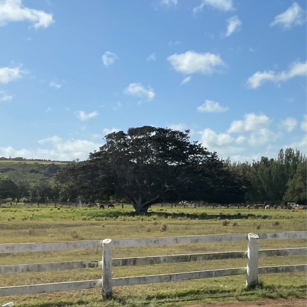 KOS Tours - Kate's time capsule tree - Tours Near Me - Honolulu, Hawaii KOS Tours - Kate's time capsule tree - Tours Near Me - Honolulu, Hawaii