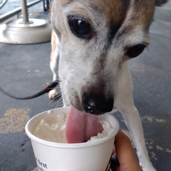 Starbucks - My first puppuccino - Coffee & Tea Near Me - Aiea, Hawaii