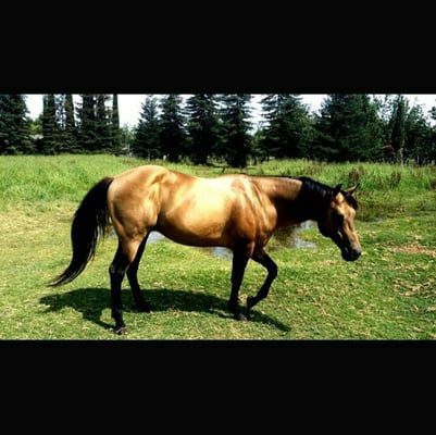 jesse's pet & feed store