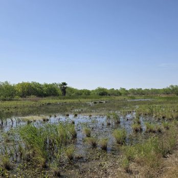 Estero Llano Grande State Park - More wetlands. I saw ibis, whistling duck and red-winged blackbirds. - Parks Near Me - Weslaco, Texas Estero Llano Grande State Park - More wetlands. I saw ibis, whistling duck and red-winged blackbirds. - Parks Near Me - Weslaco, Texas