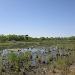 Estero Llano Grande State Park - More wetlands. I saw ibis, whistling duck and red-winged blackbirds.