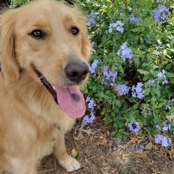 Just Fur A While Pet Services - Pet Sitting Near Me Just Fur A While Pet Services - Pet Sitting Near Me