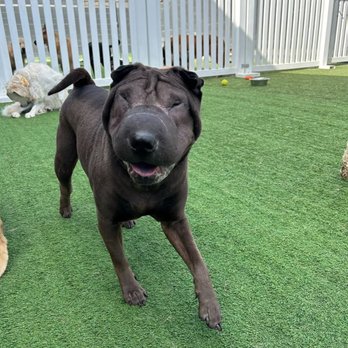 Bark Collective - Dog Walkers Near Me - Costa Mesa, California Bark Collective - Dog Walkers Near Me - Costa Mesa, California