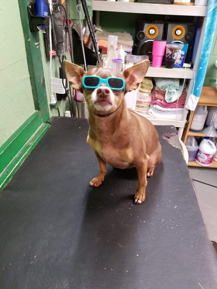 Lark Meadow Boarding and Grooming - pet boarding facility in Loudon, TN