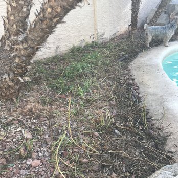 Pristine Green - Cut the primrose down to size, as requested, and the pool still looks great! - Tree Services Near Me - Gilbert, Arizona