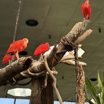 Central Park Zoo - Beautiful birds - Zoos Near Me - New York, New York