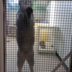 Save the Animals Foundation - Meteor