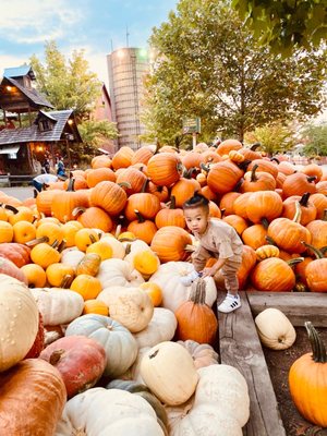 Bengtson's Pumpkin Farm and Fall Fest by null