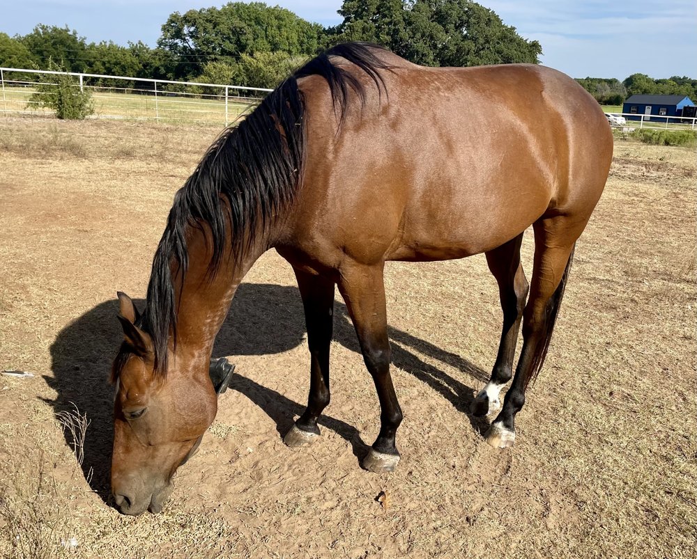 NORTH TEXAS FEEDLOT - Updated December 2025 - 185 Private Rd 2381 ...
