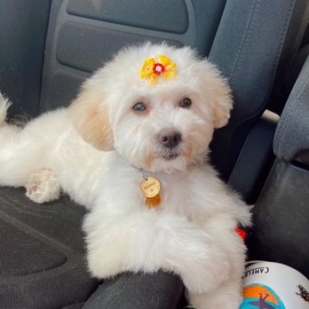 The Groomery - after her haircut at The Groomery - Pet Groomers Near Me - Temecula, California
