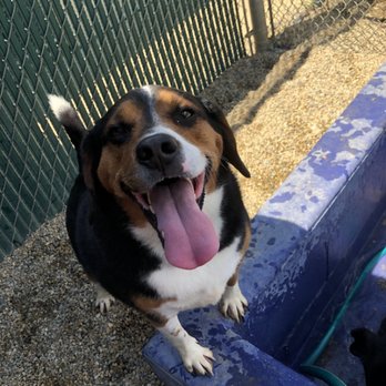 K-9 Country Club - Pet Training Near Me - Normal, Illinois K-9 Country Club - Pet Training Near Me - Normal, Illinois