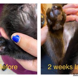 In progress kitten injury being treated at Pets and Vets In progress kitten injury being treated at Pets and Vets